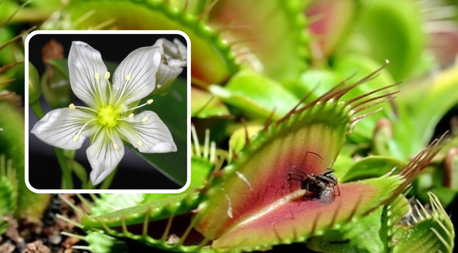 Hoa của c&acirc;y Bắt Ruồi